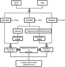 Comprehensive Analysis Of A Long Non Coding Rna Mediated