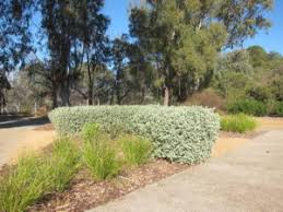 Image result for Rhagodia