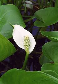 Water Arum Wild Calla Palustris Lily 10 Seeds Aquatic Plants Water Plants Aquatic Plants