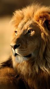 Best Of Lock Screen Lion Hd Wallpaper For Iphone Pictures All the wallpapers are available in the perfect resolution for almost every device out there. best of lock screen lion hd wallpaper