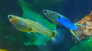 Los machos pueden alcanzar los 2 cm de longitud total y las hembras 3 cm. Male Japanese Blue Endler Performing Active Camouflage While Mating With Guppy Youtube