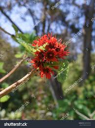Image result for Melianthaceae