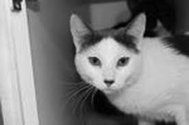 Greetings from the Fjoslien Animal Shelter