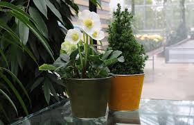 Garten Kern Angebot Zum Advent 2020