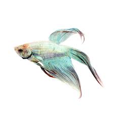 Cambodian Male Veiltail Betta Petco
