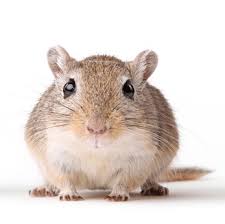 Having an exterminator located in your local. Boz Pest Control In Lynn Ma