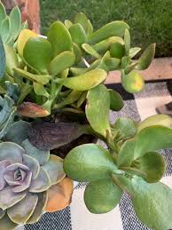 Image result for Crassula vaginata