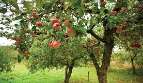 Fruit trees are planted on special fruit tree patches; How To Plant An Orchard Of Fruit Or Nut Trees Hobby Farms
