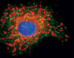 It stores the cell's hereditary material, or dna, and it coordinates the cell's activities, which include growth, intermediary metabolism, protein synthesis, and reproduction (cell division). Peroxisome Structure Thermo Fisher Scientific Fr