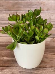 Check spelling or type a new query. Jade Plant In Ceramic Pot By Hignight S Florist