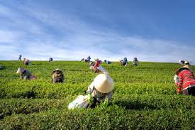 Essay On Agriculture For Students And Children 500 Words Essay