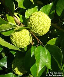 Image result for Maclura