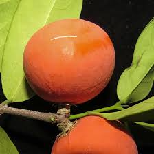 Image result for Salacia luebbertii