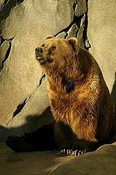 The vermont teddy bear company (vtb) is one of the largest producers of teddy bears and the largest seller of teddy bears by mail order and internet.the company handcrafts each of its teddy bears and produces almost 500,000 teddy bears each year. Kodiak Bear Wikipedia
