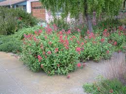 Image result for Centranthus