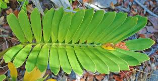 Image result for Ormocarpum zambesianum