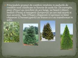 Este de necontestat faptul că plimbările făcute în pădurile de conifere, în zilele senine de primăvară sau de vară, permit inhalarea aerosolilor Ppt Mediul PÄdurilor De Conifere Powerpoint Presentation Free Download Id 2940499