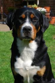 Kleinanzeigen zur vermittlung von terrier (hund) aus dem tierheim. Hunde Kleinanzeigen Hunde Annoncen Hunde Inserate Hunde Anzeigenmarkt Hunde Marktplatz Seite 33