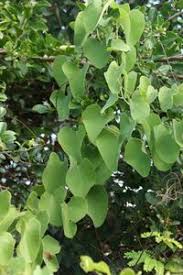 Image result for Cissampelos