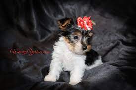 Whimsical pearl of yorkiehouse whinny. Female Teacup Yorkie Puppies For Sale In Tx Wendys Yorkies