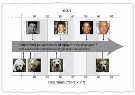 Jun 04, 2019 · that whole seven dog years to one human year thing is a lie! Old Dogs New Research And The Secrets Of Aging The New York Times