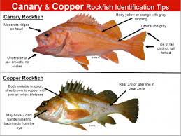 Rockfish Identification Tips Oregon Department Of Fish