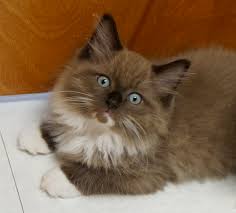 Adoption charge is $150 for theodosia & hamilton adopted together. Untitled Document