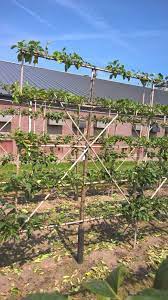 We did not find results for: Fruit Espalier More Mature