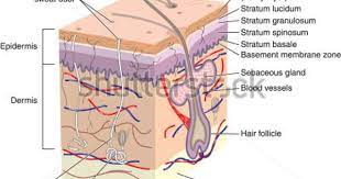 Labeled Skin Diagrams Health Pictures Skin Anatomy Skin Structure Integumentary System