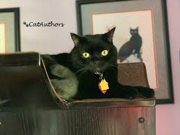 We do not like this colour cat. Black Cat Appreciation Day 2019 Cat Authors