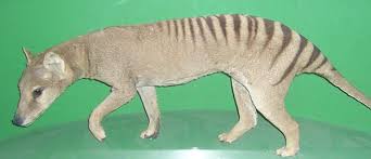 The thylacine (thylacinus cynocephalus) is an extinct carnivorous marsupial that was native to the island state of tasmania, new guinea, and the australian mainland. Could The Tasmanian Tiger Be Hiding Out In New Guinea