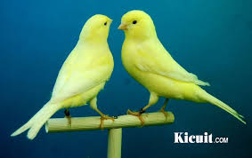 Check spelling or type a new query. Pakan Ekstra Untuk Burung Kenari Kesayangan Anda Kicuit Com