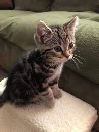 We are located in alabama near auburn and are 2 hours s of atlanta,ga. Munchkin Cat Shipping Rates Services