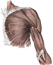 To fully develop your chest, you need to hit it with heavy weight using a couple smartly chosen exercises. Pectoral Muscles Wikipedia