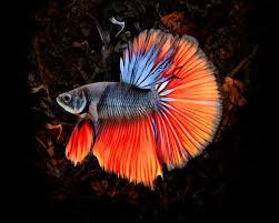 Artwork By Scott Wallace Betta Fish Betta Digital Art Design