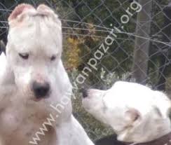 Izmir Dogo Arjantin 4 Disi 1 Erkek Hayvan Arjantin