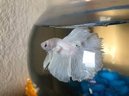 Something Wrong With My Betta Fish Fins Pets Stack Exchange
