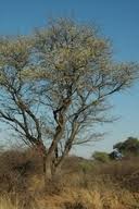 Image result for Albizia tanganyicensis
