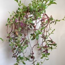 There are certain plants whose fuzzy leaves and flowers just beg to be touched. Green Fuzzy Leaf House Plant Vtwctr