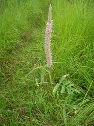 Image result for Uraria picta