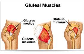 The hexagrams are in binary order when read up from the bottom around on the right, then up again on the left to the top. Diagram Of Glutes That Weaken Due To Fai Gluteal Muscles Gluteus Medius Melissa Bender Fitness