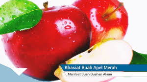 Khasiat apel merah apk son sürüm indir için pc windows ve android (1.0). Pengobatan Dan Khasiat Herbal Khasiat Buah Epal Merah