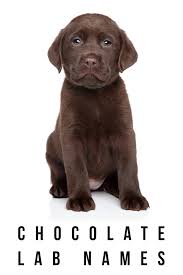 Female chocolate lab names can be as wild or as tame as your new puppy's temperament: Chocolate Lab Names The Best Chocolate Names For Your New Friend