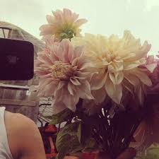 More Dahlias Reflected In The Truck Window With Images Flower Farm Flowers Bouquet Flowers