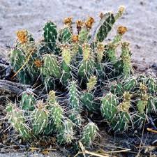 Image result for Opuntia