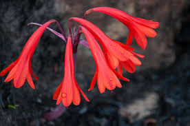 Image result for Cyrtanthus rhodesianus