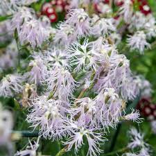 Image result for Dianthus