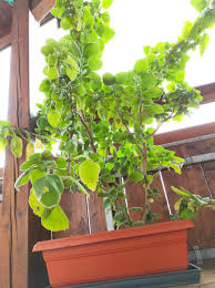 Image result for Coleus barbatus