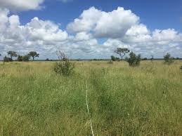 Image result for Urelytrum henrardii