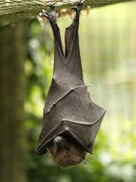 Image result for bats in the winter